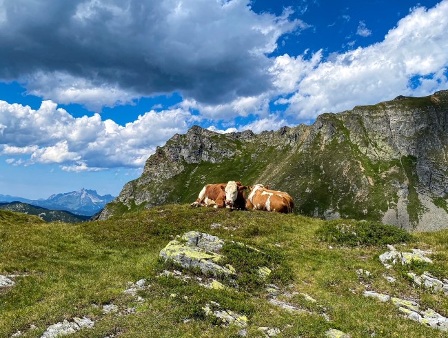 Kühe auf der Alm