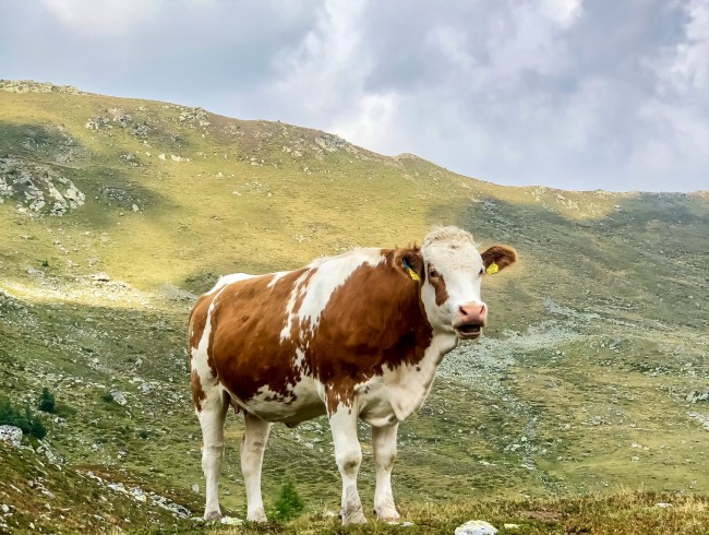 Kuh auf der Alm